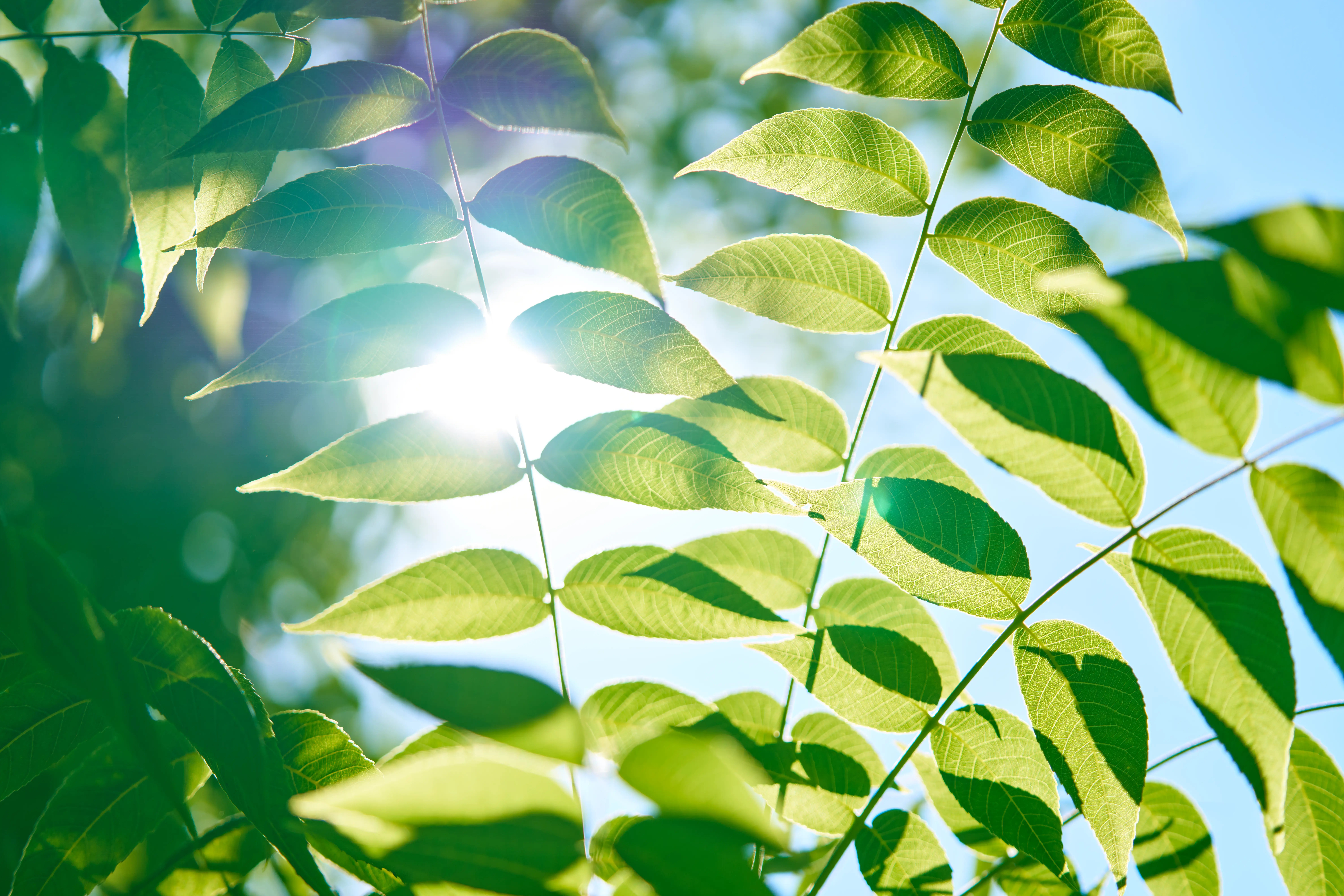 Long-term recovery wellness