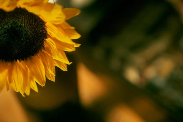 Ongoing therapeutic support