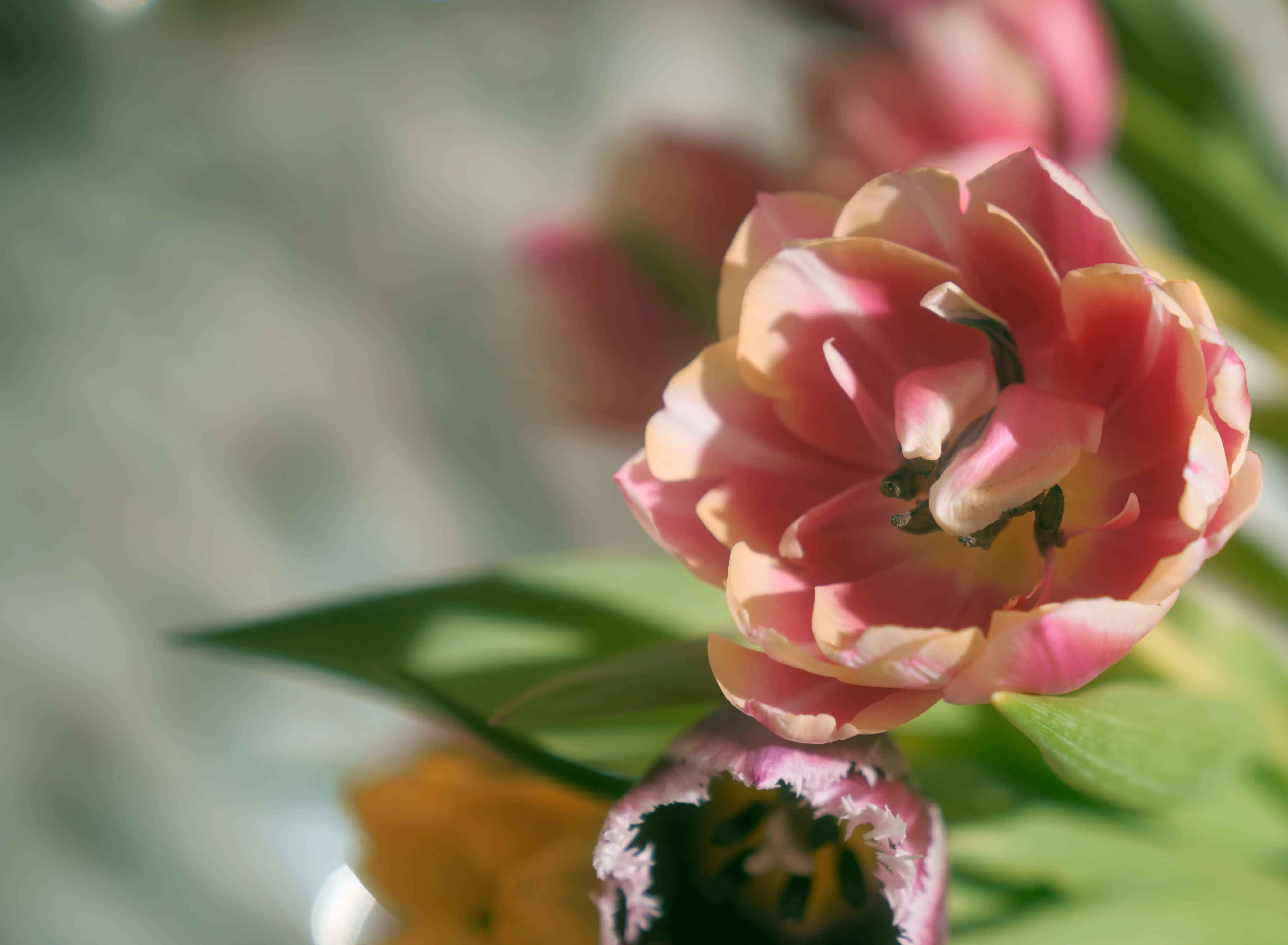 Premium wellness amenities